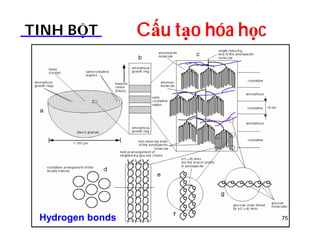 TINH BỘT Cấu tạo hóa học 
Hydrogen bonds 75 
 