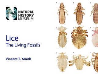Lice
The Living Fossils

Vincent S. Smith
 