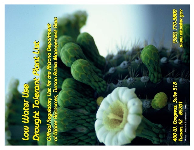 Low Water Use Drought Tolerant Plant List Tucson Arizona Low Water Use Drought Tolerant Plant List Tucson Arizona