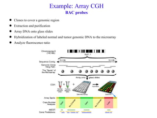 Gene gain and loss: aCGH. ISACGH | PPT