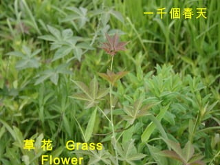 一千個春天   草 花  Grass Flower   