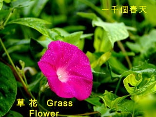 草 花  Grass Flower   一千個春天   