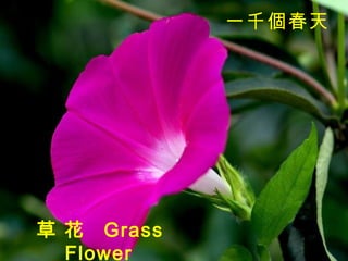 草 花  Grass Flower   一千個春天   