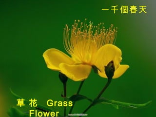 草 花  Grass Flower   一千個春天   
