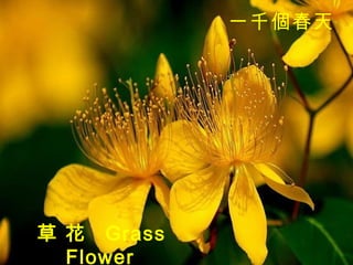 一千個春天   草 花  Grass Flower   