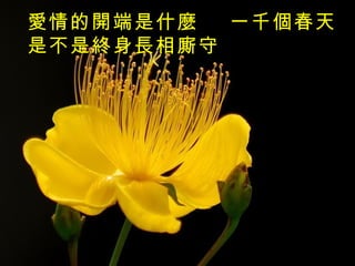 一千個春天   愛情的開端是什麼  是不是終身長相廝守 