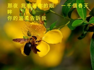 一千個春天   那夜 我看著你的眼眸 你的溫柔告訴我 