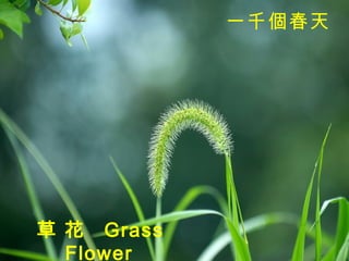 一千個春天   草 花  Grass Flower   