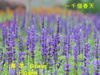 草 花  Grass Flower   一千個春天   