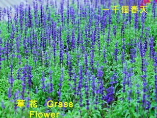 草 花  Grass Flower   一千個春天   
