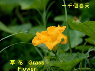 一千個春天   草 花  Grass Flower   