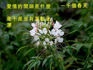 一千個春天   愛情的開端是什麼　 是不是沒有淚眼迷濛 