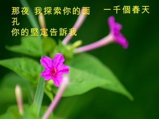 一千個春天   那夜   我探索你的面孔 你的堅定告訴我 　 　 