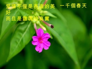 一千個春天   愛情不僅是表面的美好　 而且是靈魂的真實 