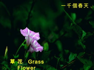 草 花  Grass Flower   一千個春天   