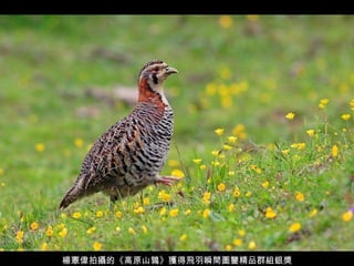 楊憲偉拍攝的《高原山鶉》獲得飛羽瞬間圖鑒精品群組銀獎 