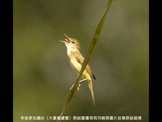 李俊彥拍攝的《大葦鶯禮贊》群組圖獲得飛羽瞬間圖片故事群組銀獎 