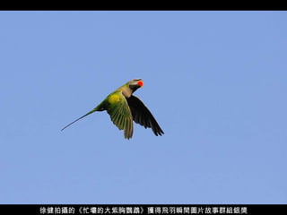 徐健拍攝的《忙壩的大紫胸鸚鵡》獲得飛羽瞬間圖片故事群組銀獎 