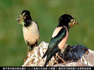 賴宇寧和劉成剛拍攝的《人工鳥巢引來滅蝗“小精靈”》獲得飛羽瞬間圖片故事群組銀獎 