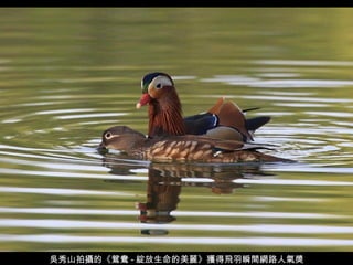 吳秀山拍攝的《鴛鴦 - 綻放生命的美麗》獲得飛羽瞬間網路人氣獎 