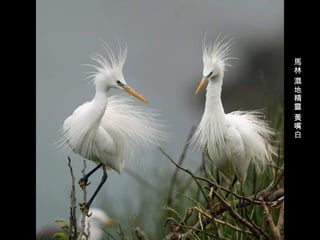 馬林 濕地精靈 黃嘴白 