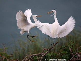 馬林 濕地精靈 黃嘴白鷺 
