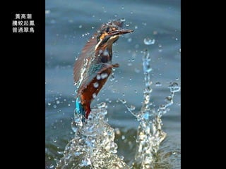 黃高潮 騰蛟起鳳 普通翠鳥 