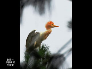 劉雪林 怒發衝冠 牛背鷺 