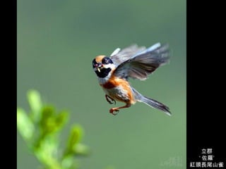 立群 ‘ 佐羅’ 紅頭長尾山雀 