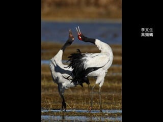 李文生 黑頸鶴 