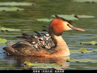 周華春《背負的愛》風頭 