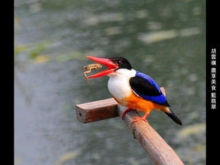 胡雲嶺 盡享美食 藍翡翠 