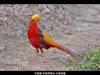 倪曉鐘 穿越開闊地 紅腹錦雞 