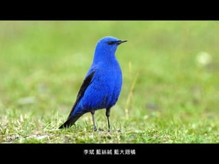 李斌 藍絲絨 藍大翅鴝 