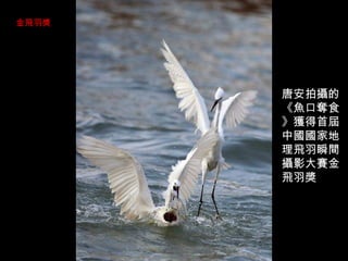 唐安拍攝的《魚口奪食》獲得首屆中國國家地理飛羽瞬間攝影大賽金飛羽獎 金飛羽獎 