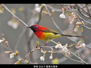 張銘 花仙子 藍喉太陽鳥 