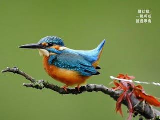 儲伏龍 一氣呵成 普通翠鳥 