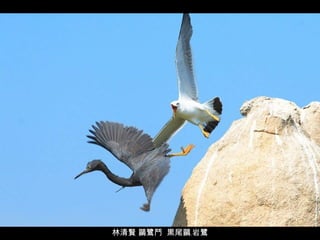 林清賢 鷗鷺鬥  黒尾鷗﹐岩鷺 
