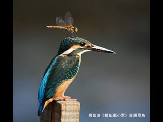 興凱湖《蜻蜓戲小翠》普通翠鳥 
