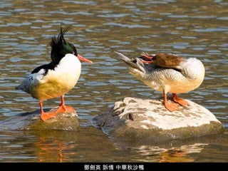 鄧劍英 訴情 中華秋沙鴨 