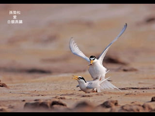 孫勁松 愛 白額燕鷗 