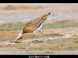 姚立宇 鑽地三尺 大杓鷸 