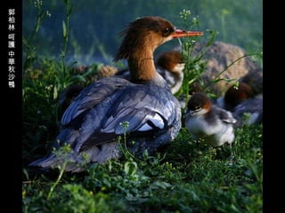 郭柏林 呵護 中華秋沙鴨 