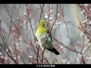 王次初 綠背紅翅鳩 