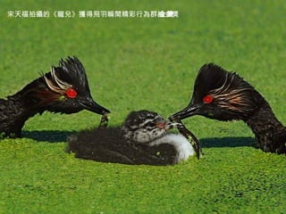 宋天福拍攝的《寵兒》獲得飛羽瞬間精彩行為群組金獎 金獎 