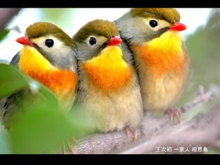 王次初 一家人 相思鳥 