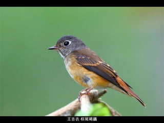 王吉衣 棕尾褐鶲 
