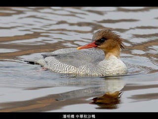 潘明橋 中華秋沙鴨 