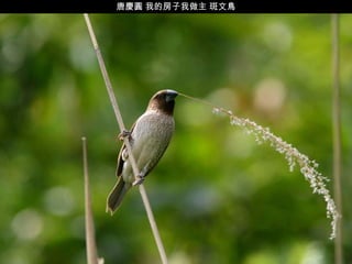 唐慶圓 我的房子我做主 斑文鳥 