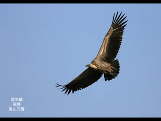 武明錄 飛翔 高山兀鷲 